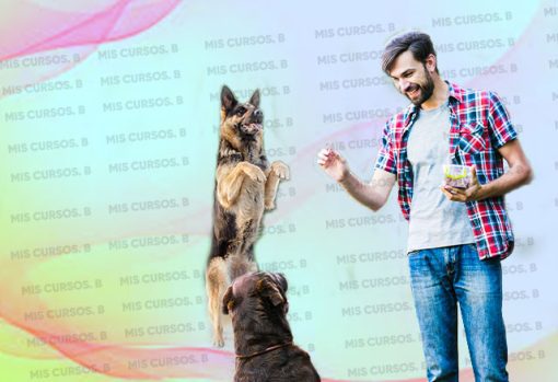 entrenamiento para perros de hogar 651b8373510bf